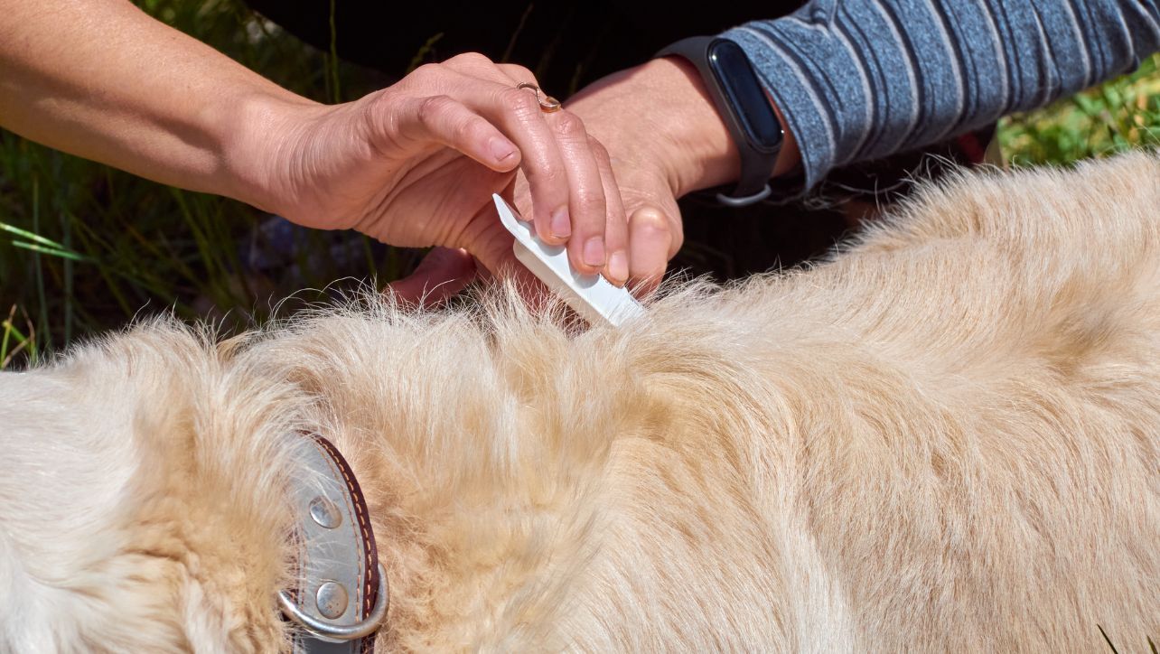 Flea Collars: Do They Really Work? A Complete Analysis