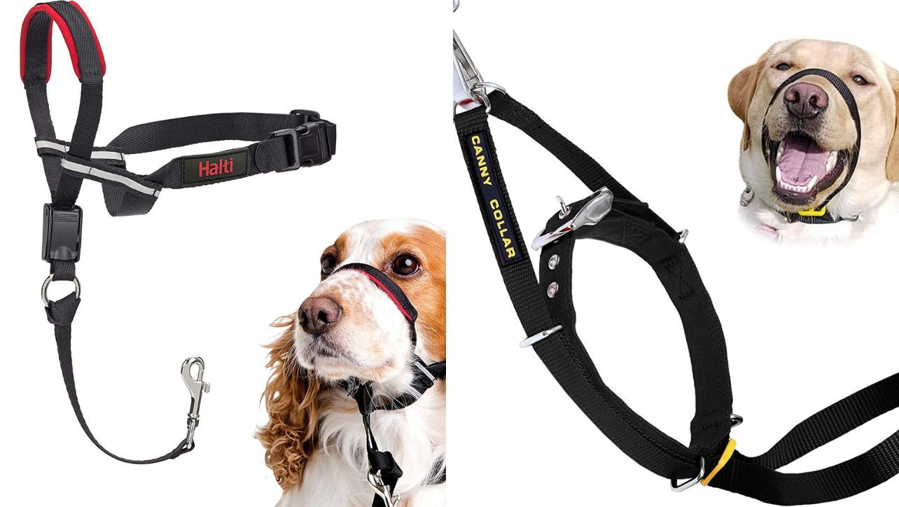 A Head Collar: The Secret to a Better Walking Experience