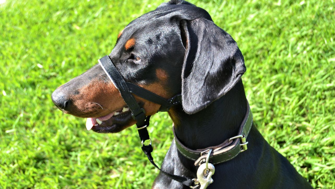 A Head Collar: The Secret to a Better Walking Experience