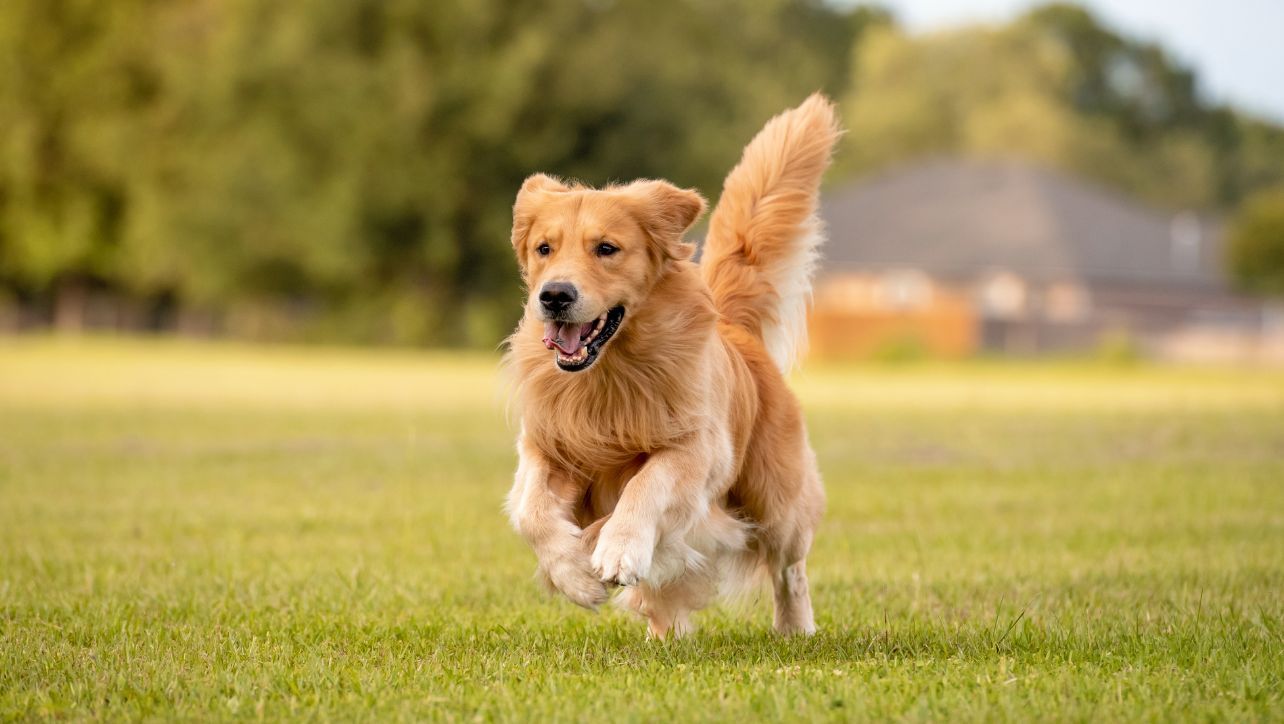 The Ultimate Guide To Dog Probiotics In 2023