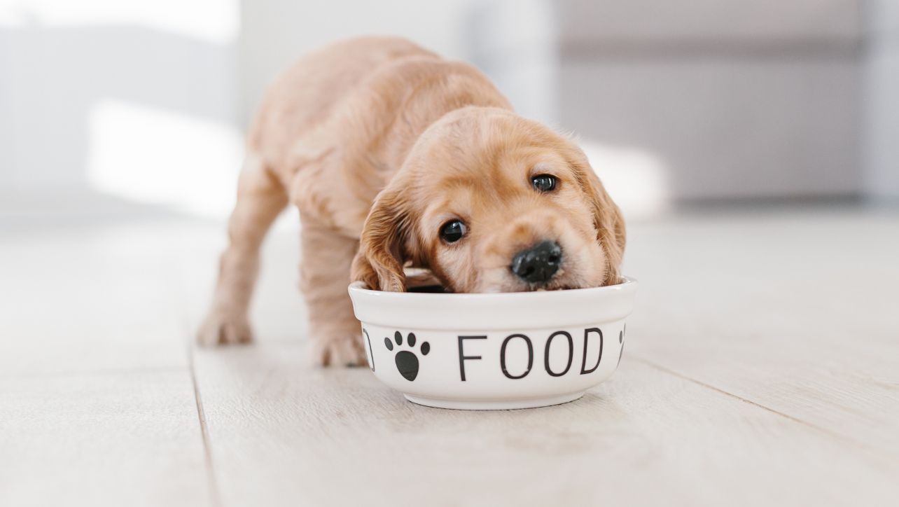 Dog Eating Probiotic Supplement