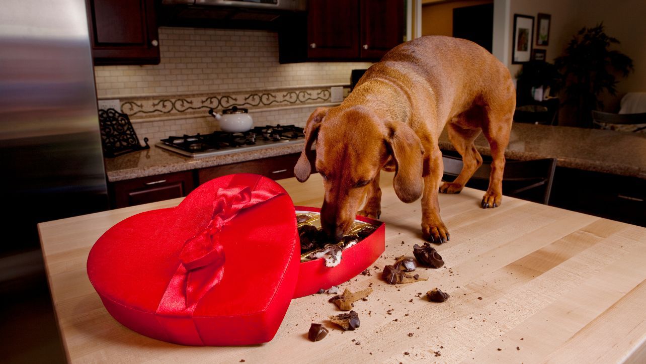 13 Foods Dogs Shouldn't Eat: What Foods Are Toxic to Dogs