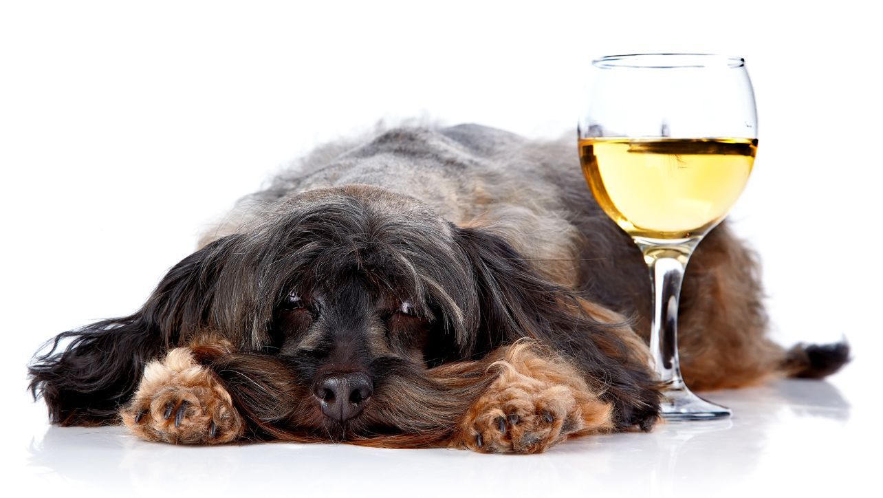 Dog With Alcohol
