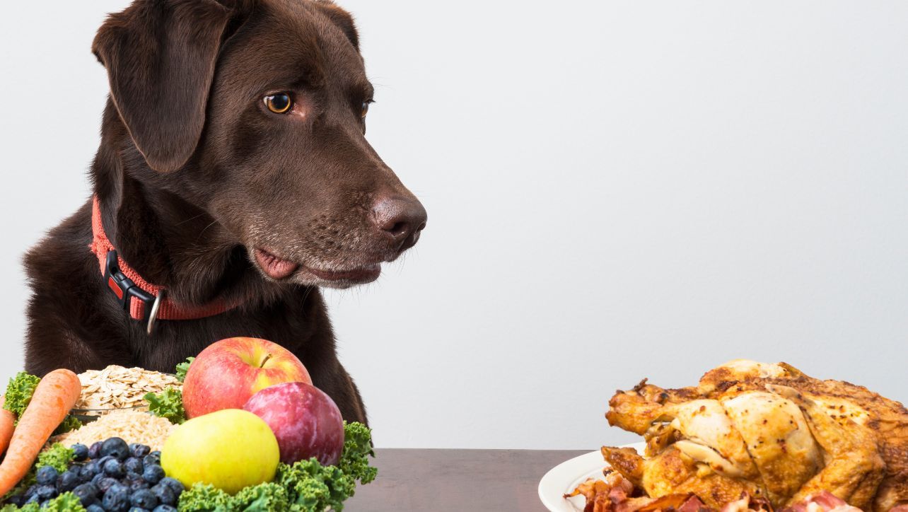 Feeding Fido: Dog-Friendly Foods for a Balanced Diet