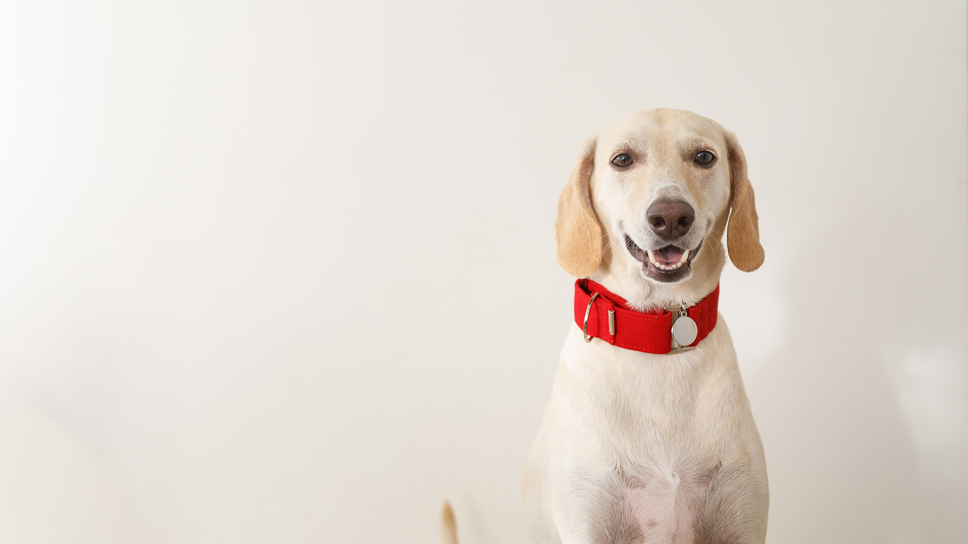 Collar Sores on Dogs: Causes, Treatment, and Prevention