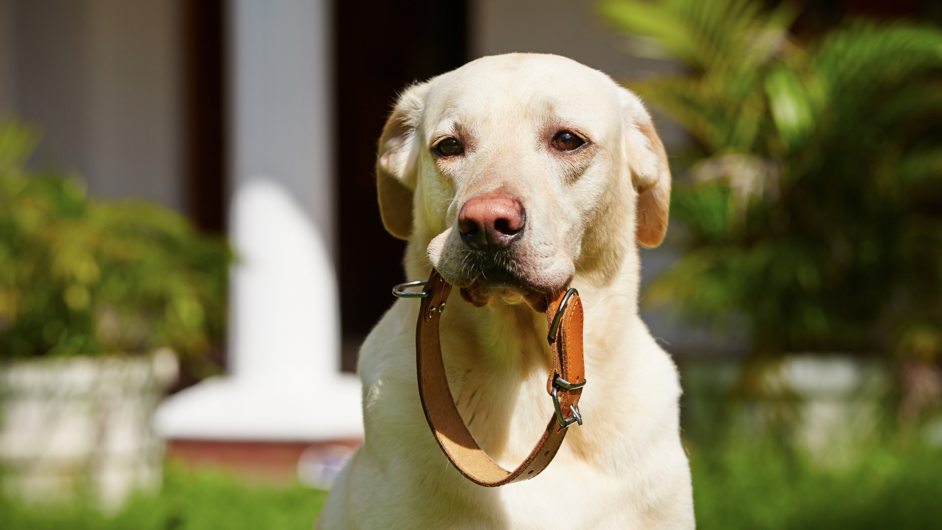 Collar Sores on Dogs: Causes, Treatment, and Prevention
