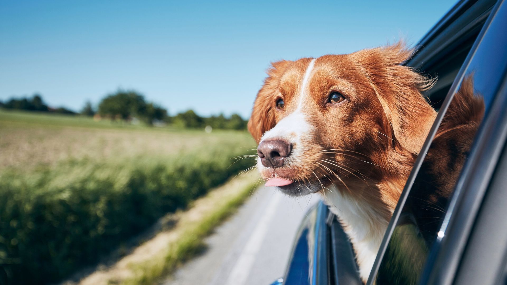 A dog being prepared for car travel