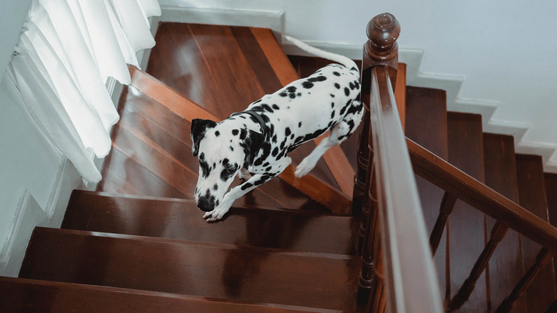 Best Dog Gates For Stairs