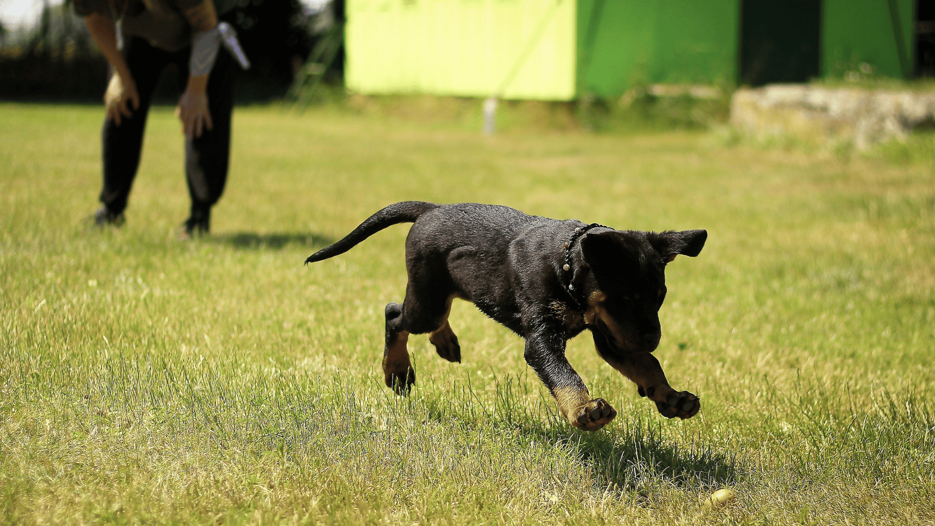 Dog Training Aprons