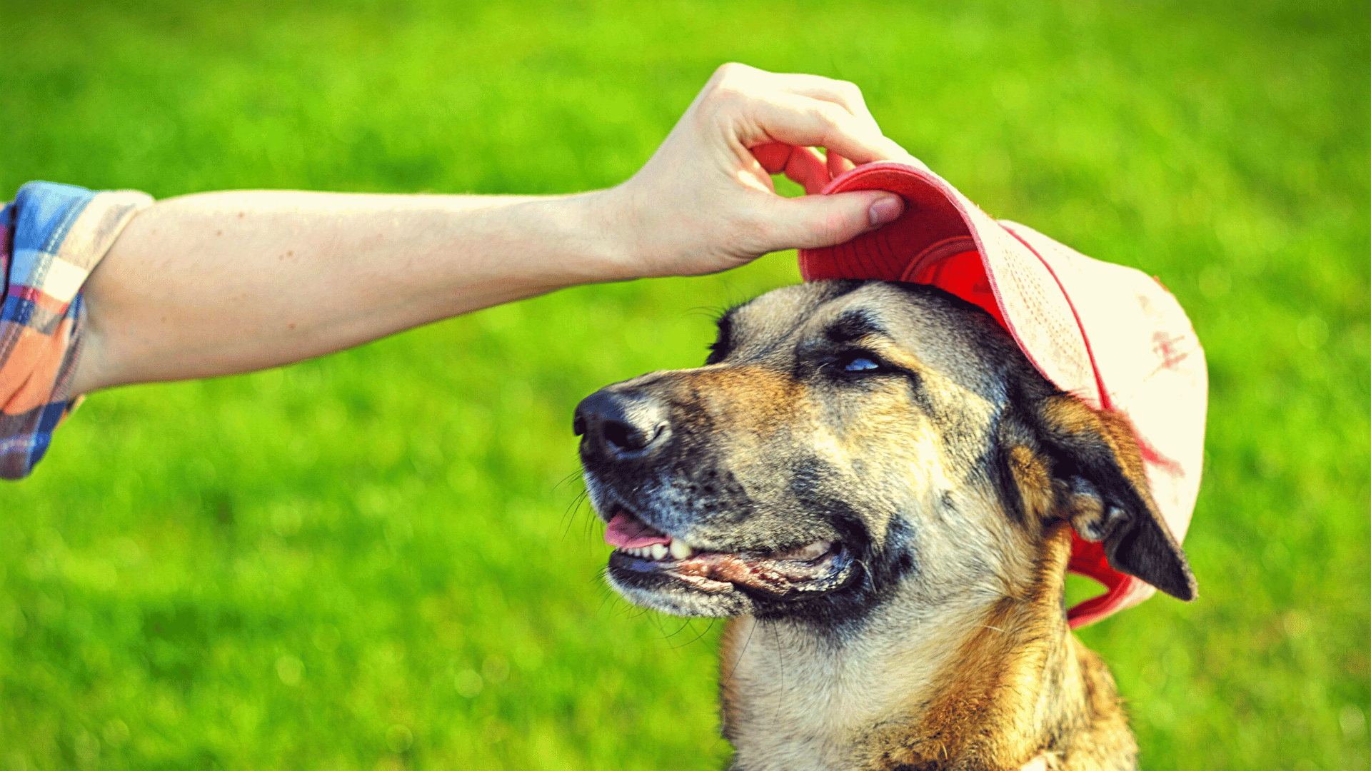 Dog Trucker Hat