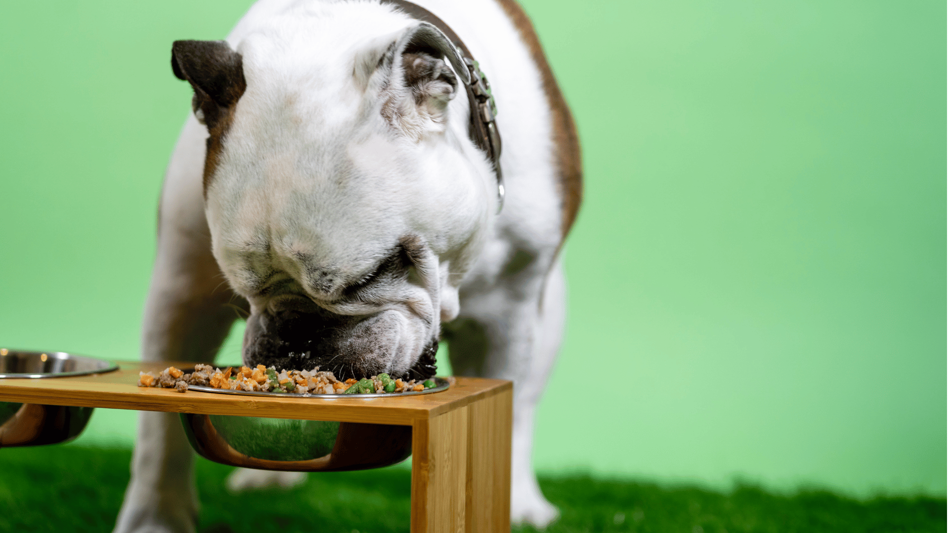 Best Elevated Dog Bowl