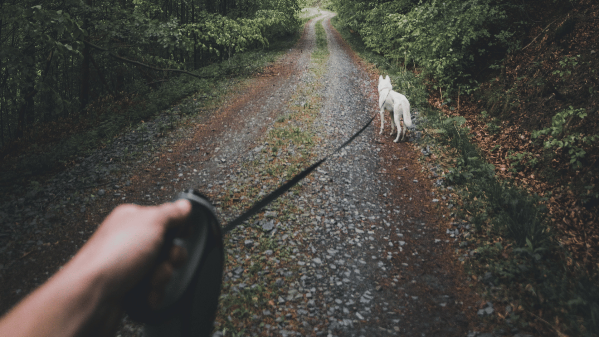 Best Retractable Dog Leash