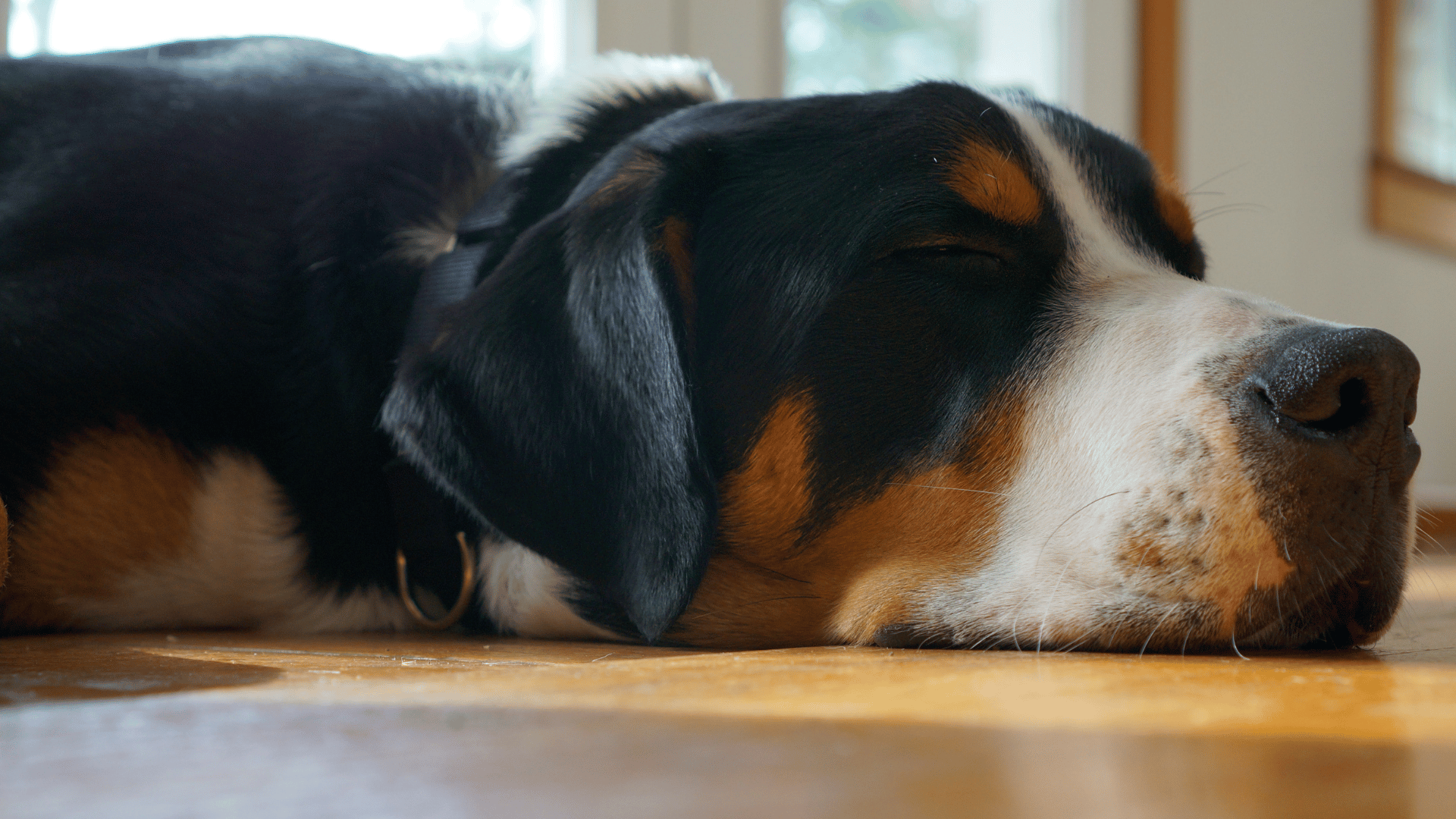 Swiss Dog Collar