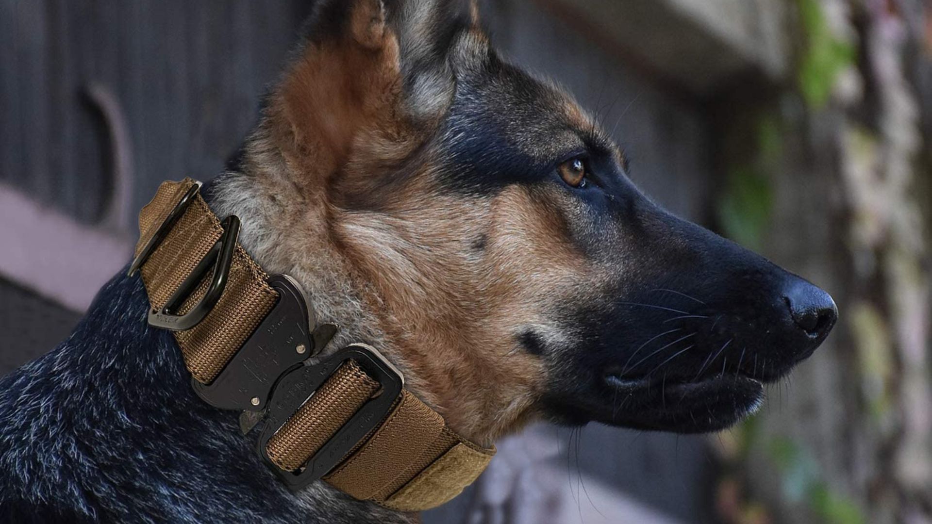 Best Tactical Dog Collar