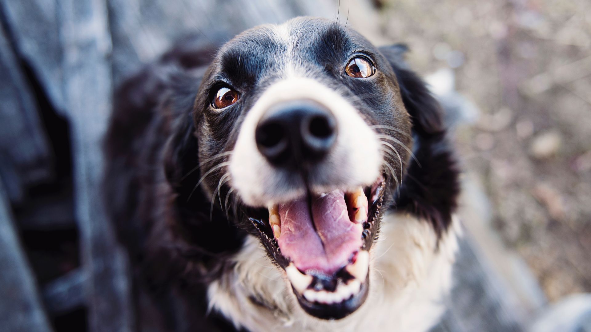 Arm & Hammer Toothpaste For Dogs