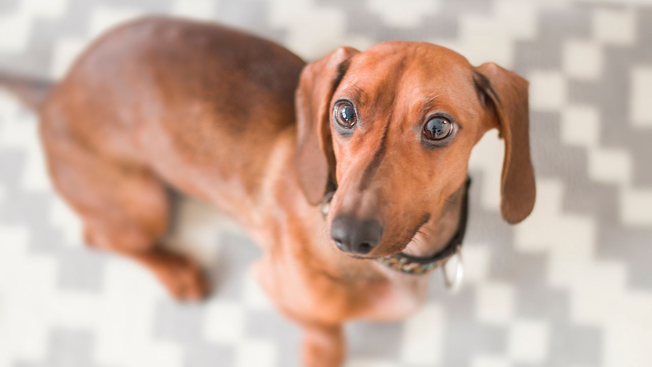 Best Dog Bowl For Dachshund