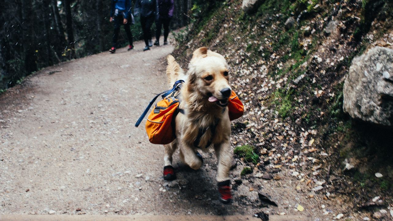 Best Dog Harness For Hiking