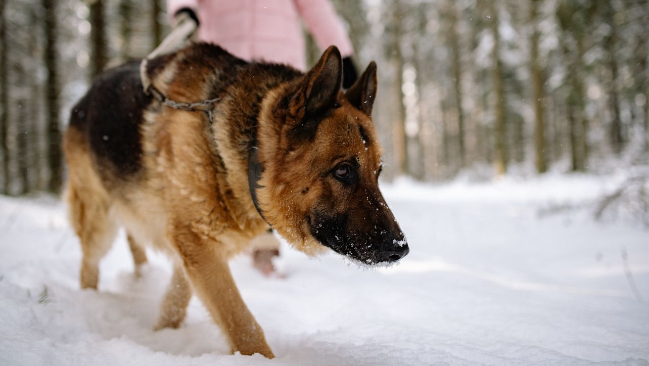 Best Dog Walking Gloves