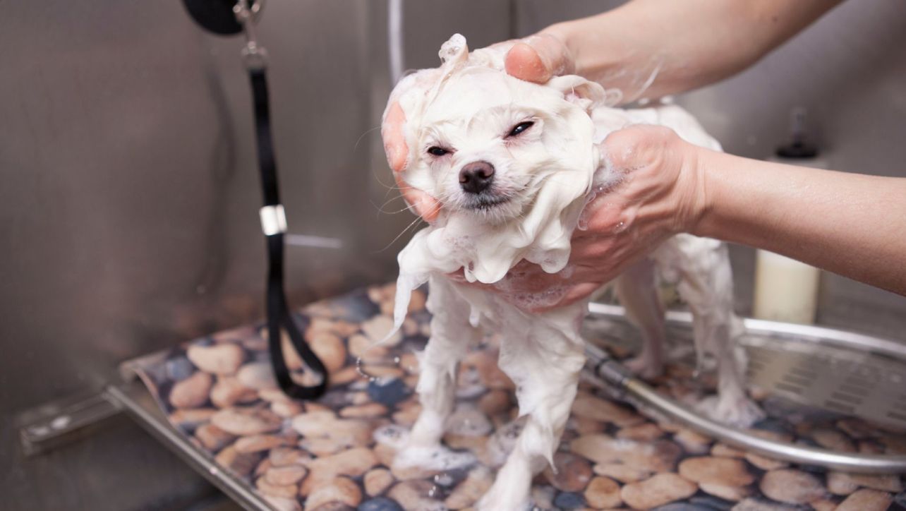 Best Dog Whitening Shampoo