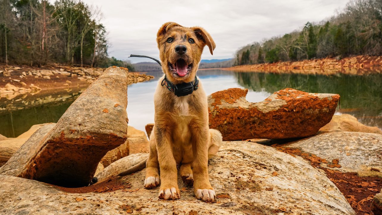 Best Training Collar For Stubborn Dogs