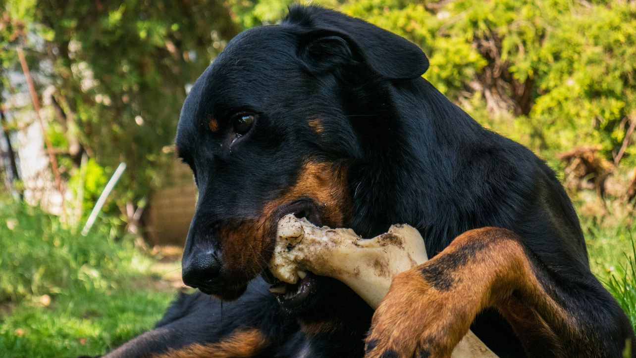 Best Knuckle Bones For Your Dog