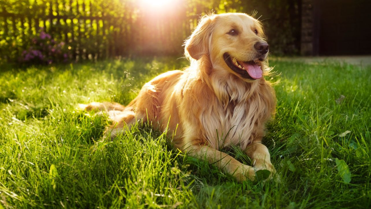 Best Dog Brush For Golden Retrievers