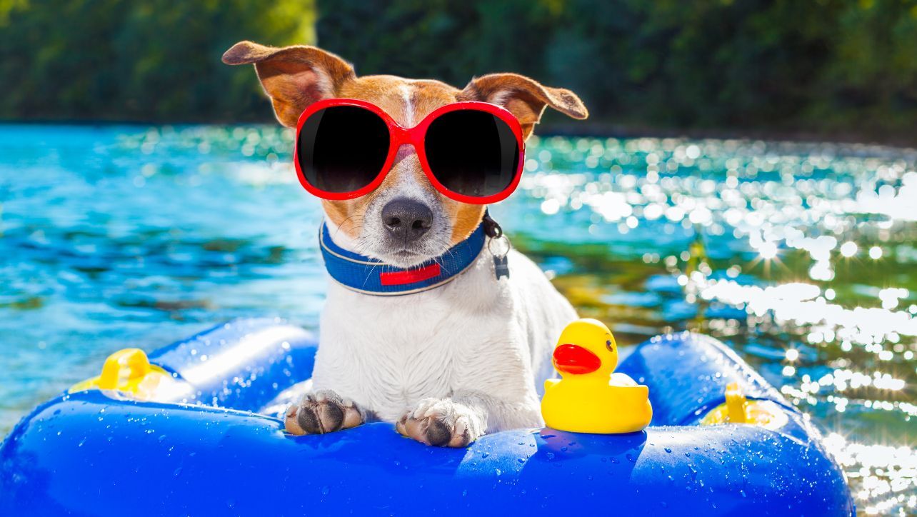 Best Water Toys For Dogs