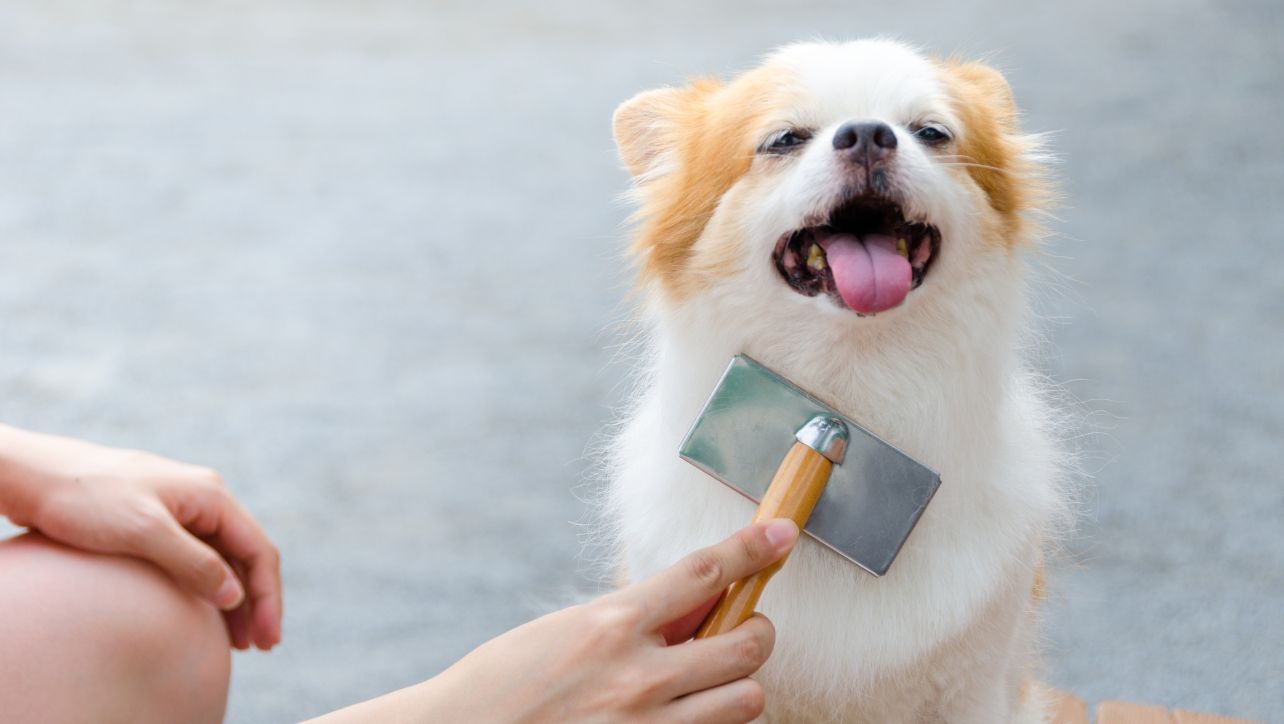 How Often Should You Brush Your Dog