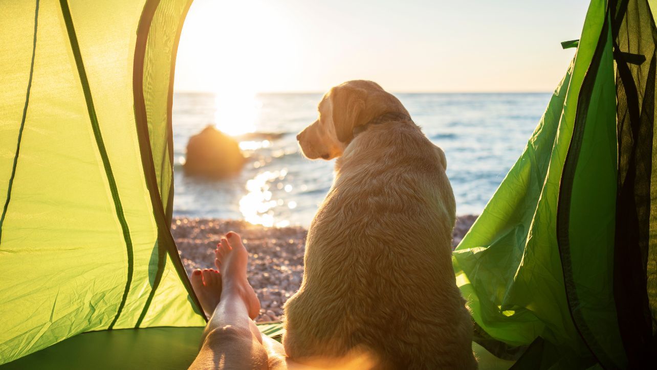 How To Camp With Your Dog