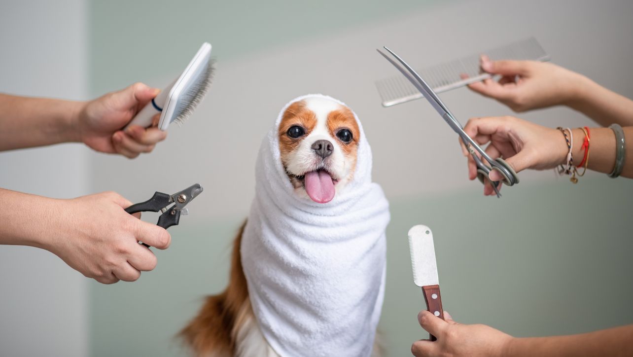 How To Groom Your Dog With Clippers