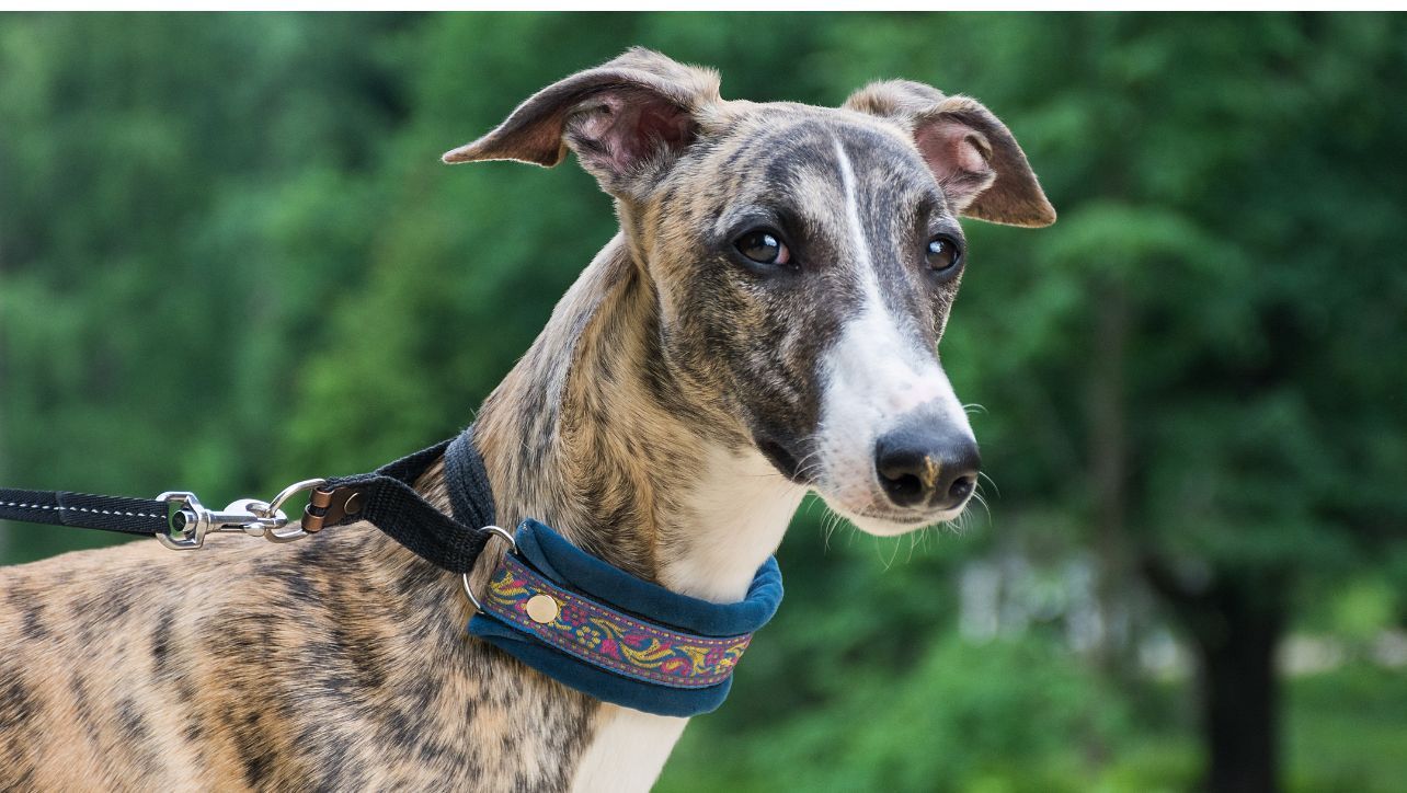 What Is A Martingale Collar?