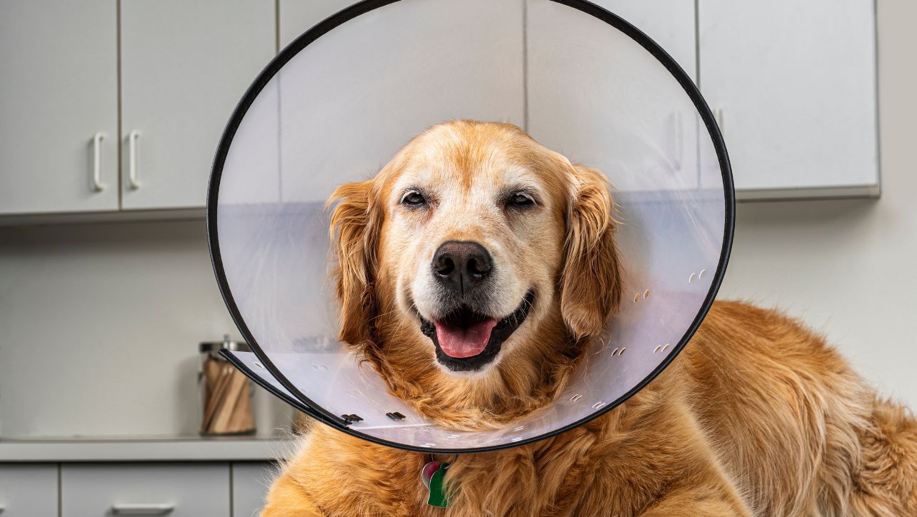Elizabethan Collar For Dogs