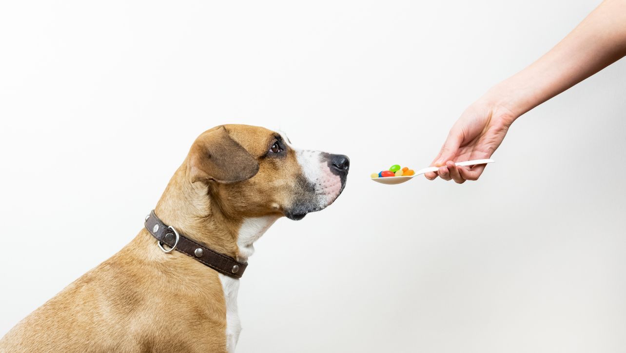 What Foods Are Good For Dogs?
