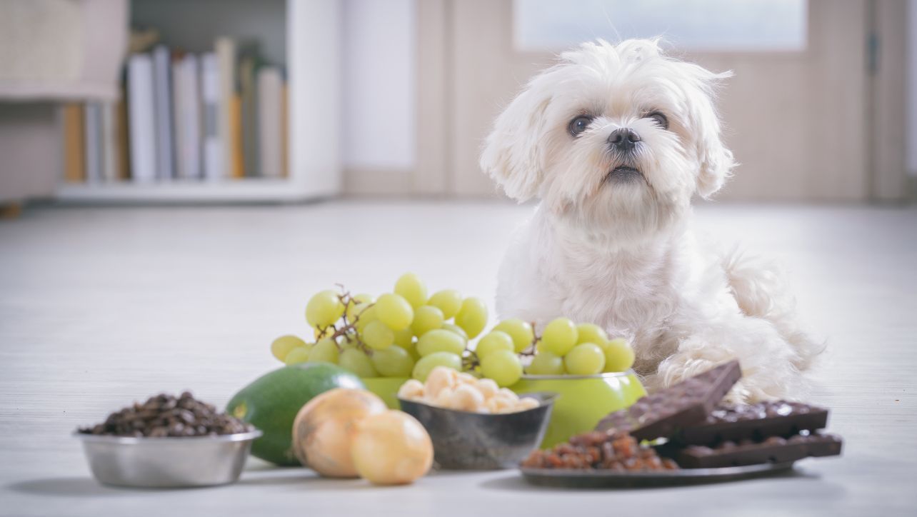 What Foods Are Toxic To Dogs?
